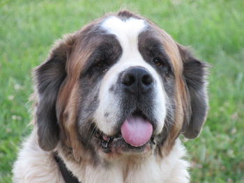 Close-up portrait of dog