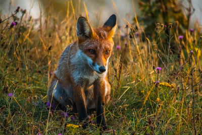 Portrait of an animal on field