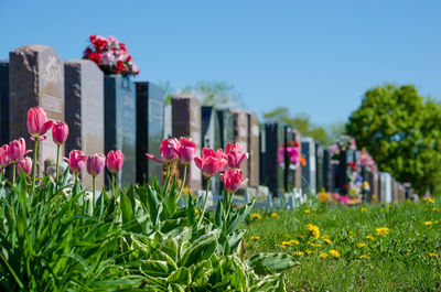 Pink flowers blooming against clear sky