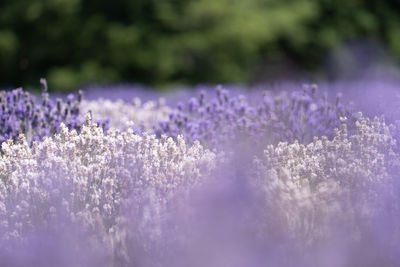 Close-up of purple flowering plants on field