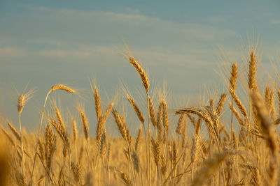 crop