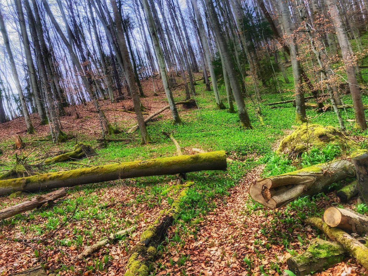 VIEW OF TREES AND PLANTS IN FOREST