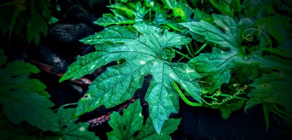 Close-up of wet plant leaves