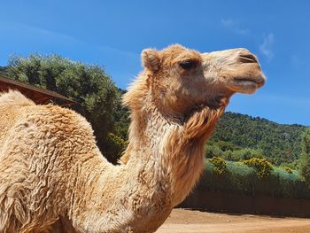 Close-up of a giraffe against sky