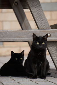 Twin black cat