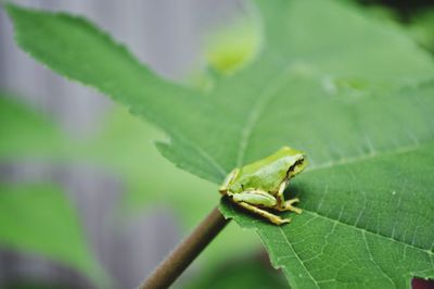 Close-up of insect on leaf