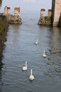 Ducks swimming in lake