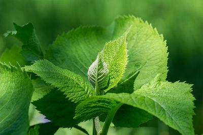 Close-up of plants growing at park