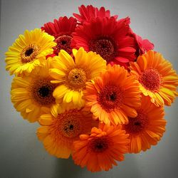 Close-up of yellow flowers over white background