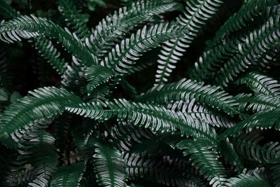Full frame shot of plants
