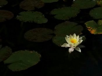 Close-up of lotus water lily