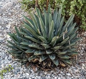 High angle view of succulent plant on field