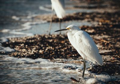 Close-up of gray heron perching on sea shore