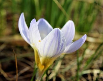 Close-up of white crocus flower