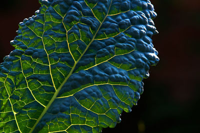 Close-up of green leaf