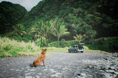 Dog sitting on footpath against trees