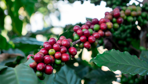 Close-up of cherries growing on tree