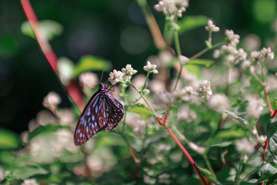 Close-up of butterfly pollinating on flower