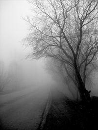 Empty road along trees in foggy weather