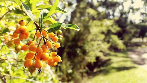 Close-up of fruits on tree