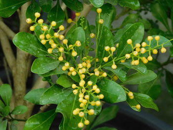 Close-up of fruits growing on plant