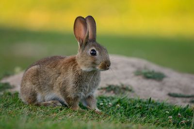 Close-up of rabbit on field