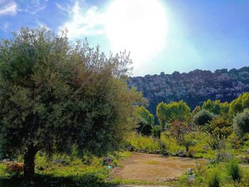 Scenic view of forest against sky