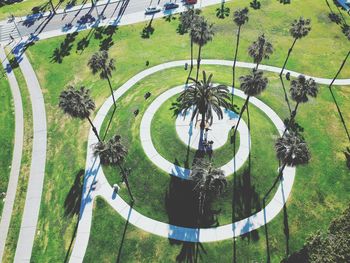 High angle view of palm trees on field