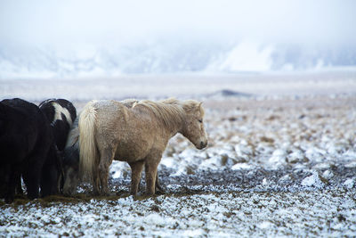 Herd of icelandic horses after a snow storm