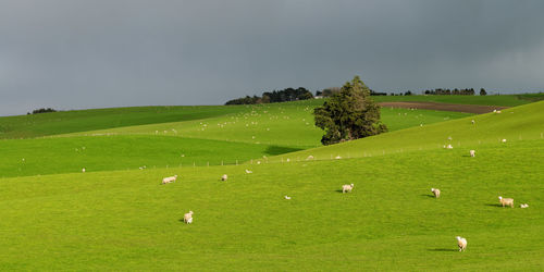 Scenic view of grassy field against sky