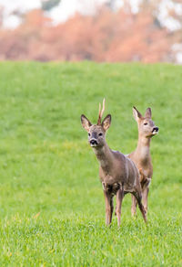 Dog on grassy field