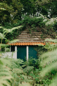 Plants growing on abandoned building