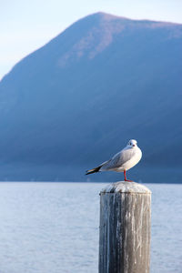 Seagull perching on wooden post in sea