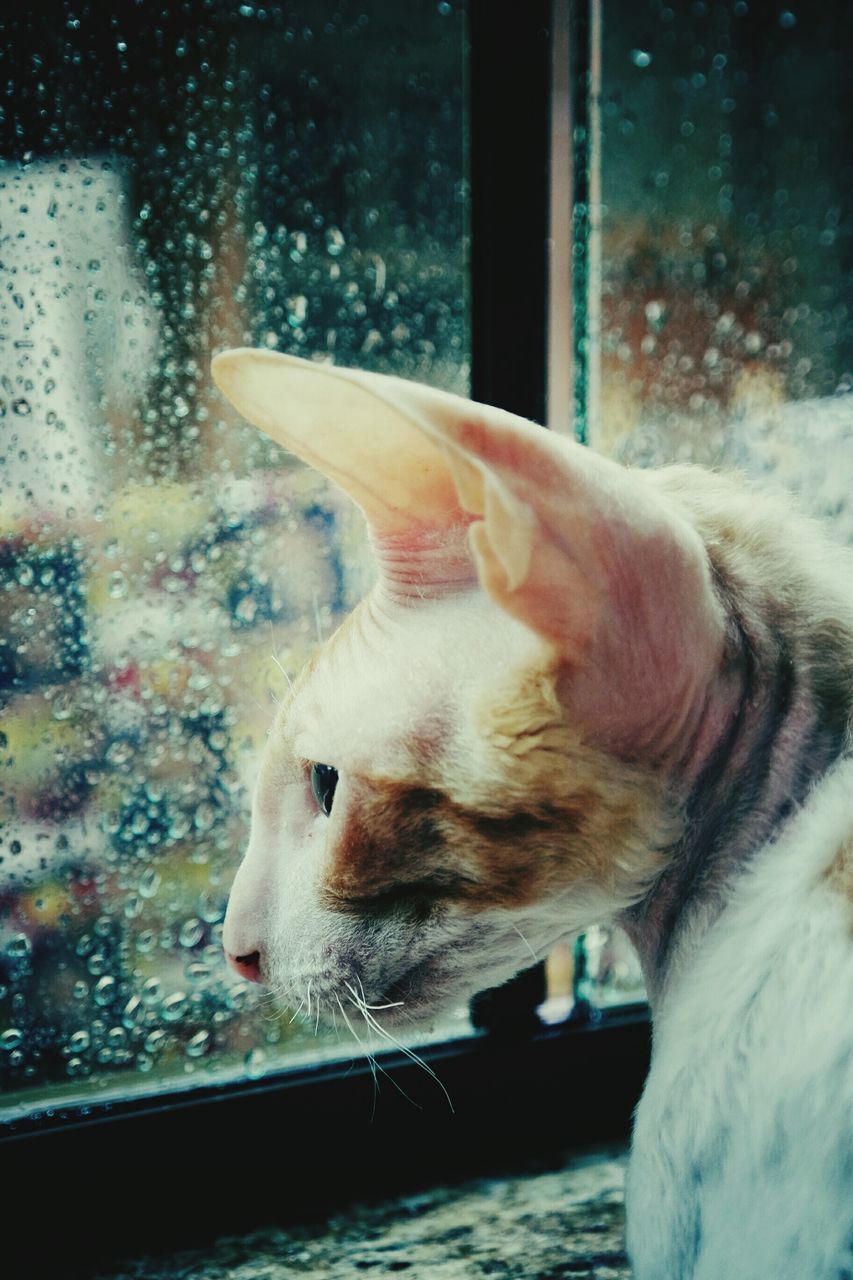 animal themes, domestic animals, one animal, pets, mammal, indoors, close-up, domestic cat, cat, animal head, focus on foreground, window, part of, glass - material, feline, relaxation, looking away, animal body part, looking through window, zoology