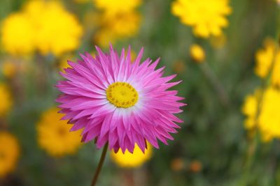 Close-up of pink flower