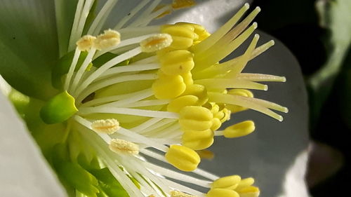 Close-up of yellow flowers blooming outdoors