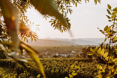 Beautiful sunset over vineyards with leaves in the foreground, sunrise landscape