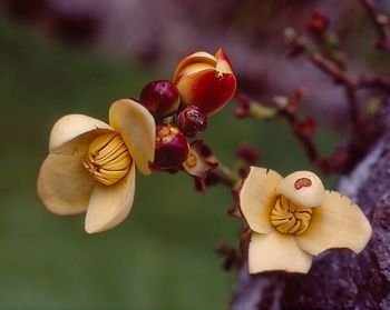 Close-up of orchid