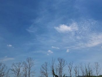 Low angle view of bare trees against blue sky
