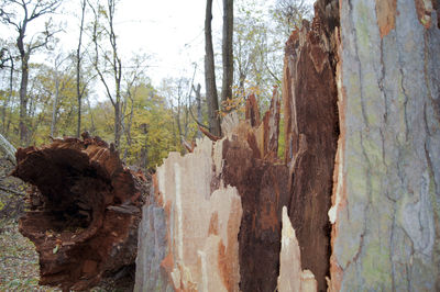 Trees in the forest
