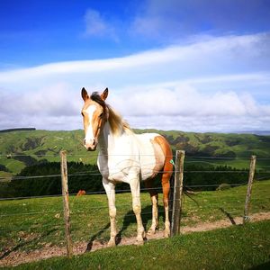 Horse standing on field against sky