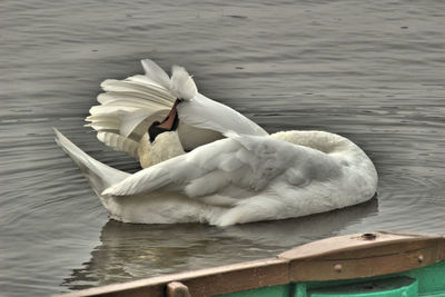 Swan floating in a lake