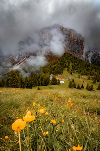 Scenic view of grassy field against cloudy sky