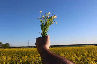 Hand holding yellow flowering plant on field