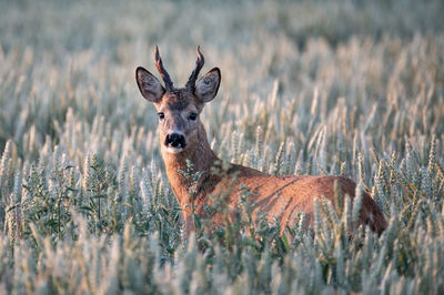 Deer standing on field