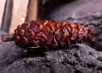 Pine flower on the wood