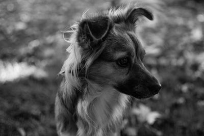 Close-up of dog looking away