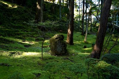 Trees in forest