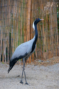 High angle view of gray heron perching on field