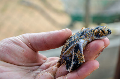 Close-up of hand holding small